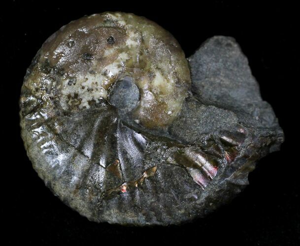 Hoploscaphites Ammonite - South Dakota #22696